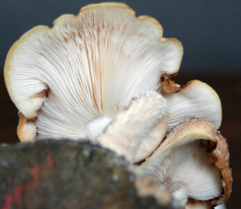 Fungi Galore: How to Grow Mushrooms at Home Image